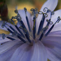 Common chicory