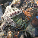 common sea star