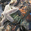 common sea star