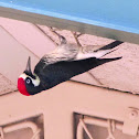 Acorn Woodpecker