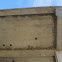 Cliff Swallow Nests