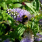 Abejorro. Bumblebee