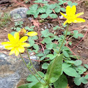 Lake Louise Arnica