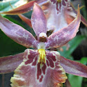 Miltonia hybrid