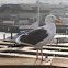 Great Black-backed Gull
