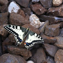 butterfly