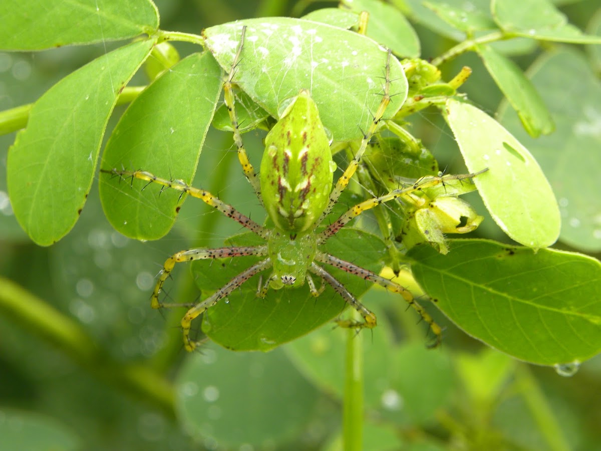 Green lynx spider