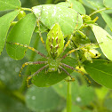 Green lynx spider