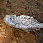 white shelf fungi