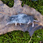 Eastern Mole