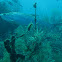 Atlantic Tarpon