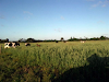 Vendo Campo Excelente Ubicación