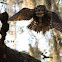 Great Horned Owl