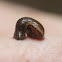 Ground Leech