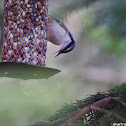 Eurasian Nuthatch