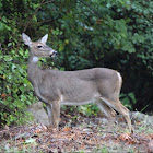 White-tailed Deer