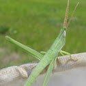 Toothpick Grasshopper