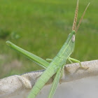 Toothpick Grasshopper