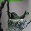 Annas Humming Bird