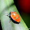 Cotton Harlequin Bug