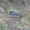 White-eared Bulbul