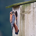American Kestrel
