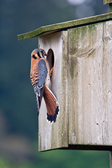 Spotting Image 1