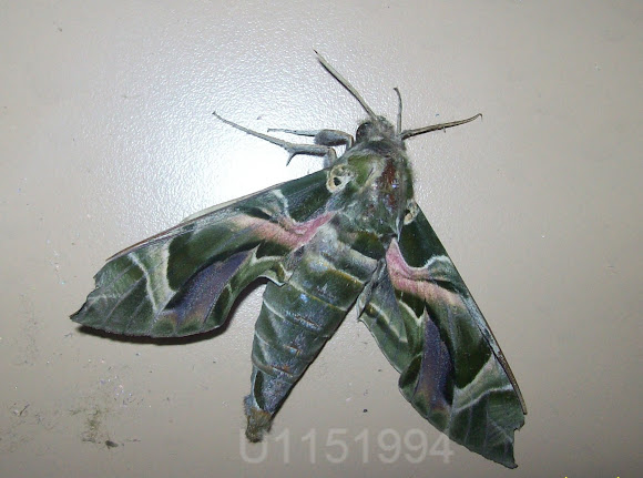 Spotting Image 1