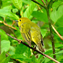 Wilson's Warbler