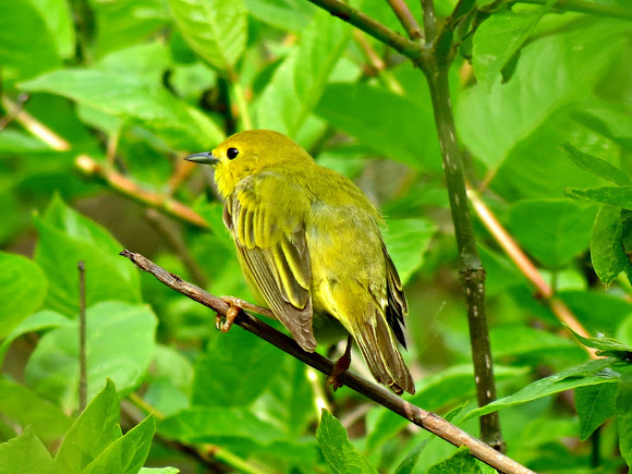 Spotting Image 1