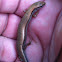 Ground Skink