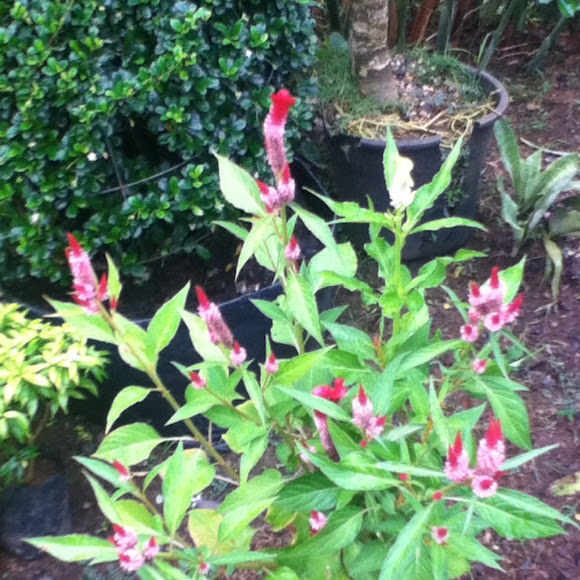 Spotting Image 1