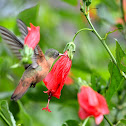 Hummingbird