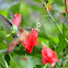 Hummingbird
