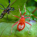 Stink bug