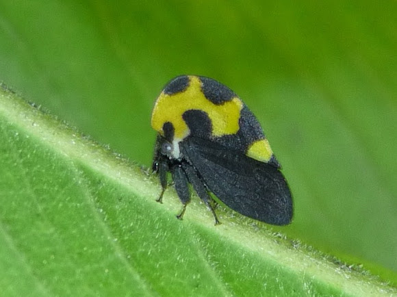 Spotting Image 1