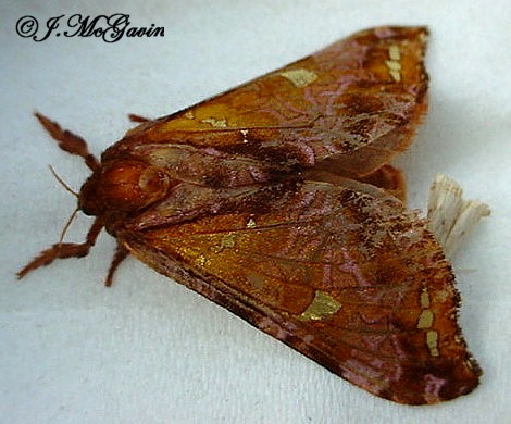 Spotting Image 1