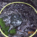laurens bioblitz