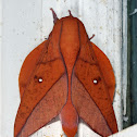 Boisduval's Horned Devil