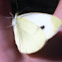 Clouded Sulphur or Pinkedged Sulfur