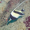 Moorish Idol