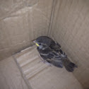 Sparrow