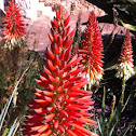 Aloe Havenga's Pride