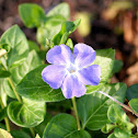 Vinca
