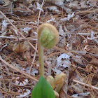 fiddlehead fern