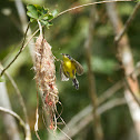 Espatulilla Comun