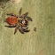 Carrhotus xanthogramma