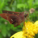 Skipper