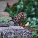 Common Blackbird juvenile