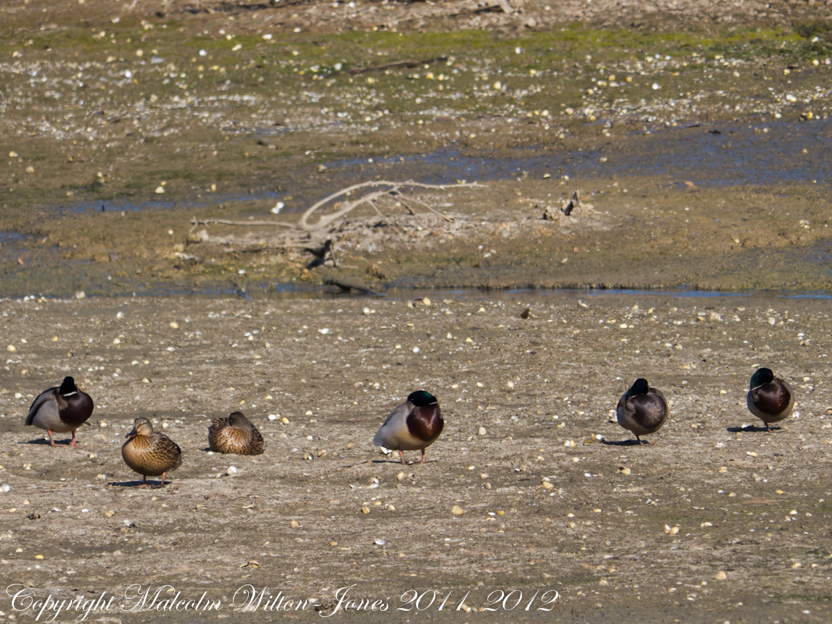 Mallard; Anade Real